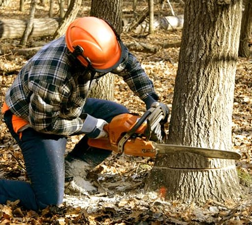 Tree Removal in Paradise, TX
